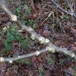 Cordia monoica Bark