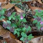 Clinopodium vulgare Hábito