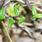 Vaccinium microcarpum Frunză