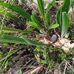 Plantago argentea Likasa