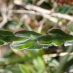 Lepidium hirtum Hostoa