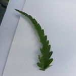 Tordylium maximum Leaf