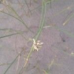 Cyperus laevigatus Flor