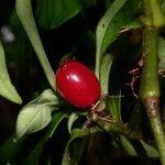 Psychotria chagrensis Плод