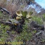 Aeonium nobile Habit