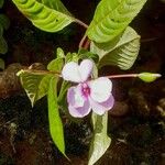 Impatiens flaccida Flower