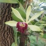 Vanilla polylepis 花