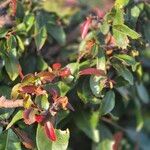 Ochna atropurpurea Hoja
