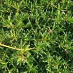 Sesuvium portulacastrum List