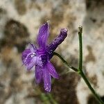 Delphinium cyphoplectrum Flower