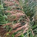 Phragmites australisŽiedas