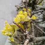 Cornus masFlower