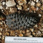 Pinus attenuata Агульны выгляд