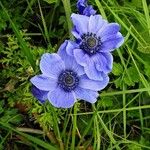 Anemone coronaria Cvet