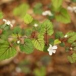 Rubus microphyllus Fleur