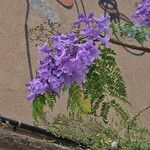 Jacaranda cuspidifolia Flor
