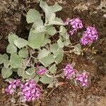 Pericallis aurita Yaprak