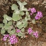 Pericallis aurita Leaf