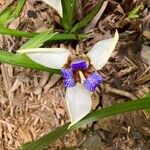 Trimezia gracilis Flower