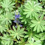 Lupinus cosentinii Лист