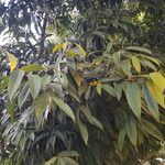 Ficus maclellandii 叶