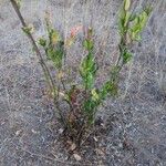 Acokanthera schimperi Habitus