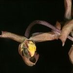 Gongora truncata