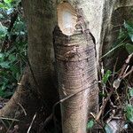 Albizia adianthifolia Rusk