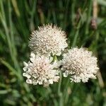 Oenanthe fistulosa Flower