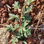 Vachellia drepanolobium Fulla