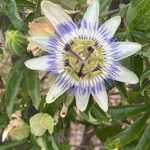 Passiflora caeruleaFlor