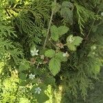 Rubus ursinus পাতা