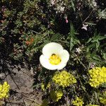 Calochortus leichtlinii Flower