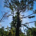 Pinus taeda 形態