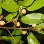 Ficus pertusa Fruchs