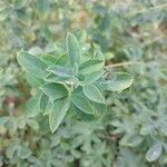 Cytisus nigricans Leaf