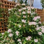 Rhododendron simsii花