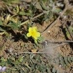 Helianthemum ledifolium Fleur