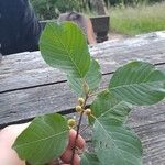 Frangula alnus Foglia