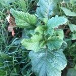 Brassica juncea Blatt