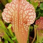 Sarracenia leucophylla 葉