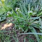 Neotorularia torulosa Συνήθη χαρακτηριστικά