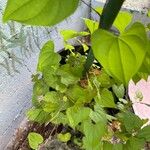 Dioscorea floridana