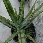 Aloe veraLeaf