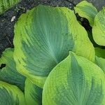 Hosta sieboldiana Yaprak