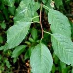 Prunus brigantina Blad