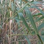 Arundo donax পাতা