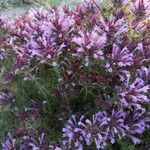 Thymus longiflorus Fula