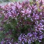 Thymus longiflorus Flower