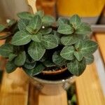 Peperomia verticillata Feuille